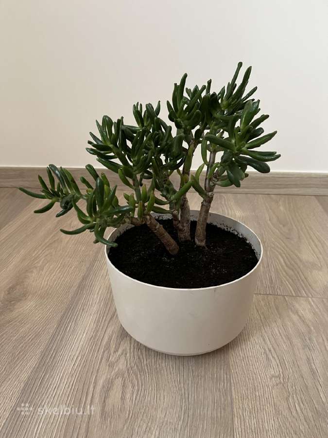 Crassula hobbit sukulentas - nuotraukos Nr. 3