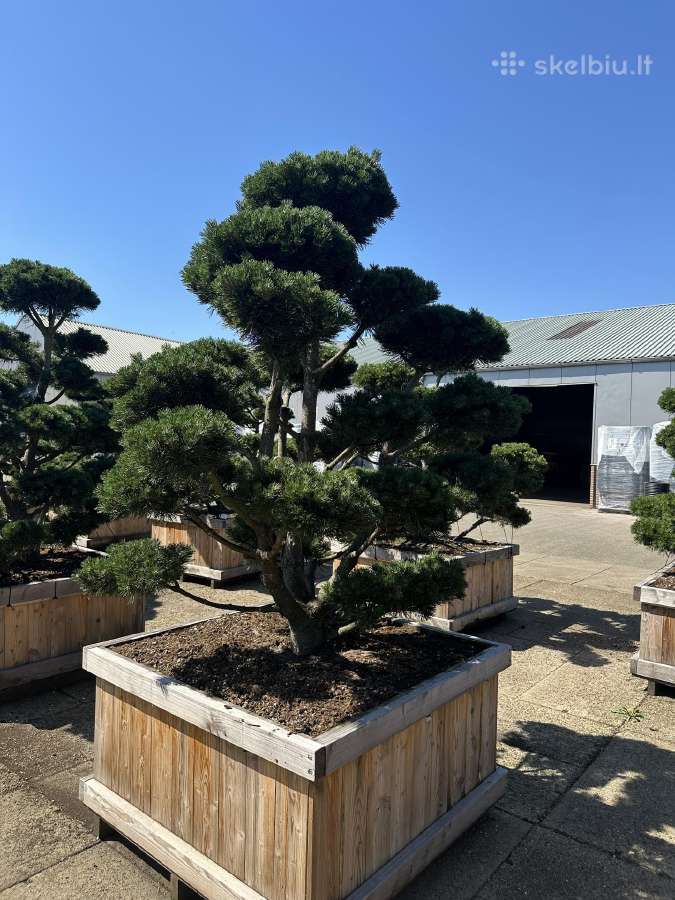 Formuotos pušys bonsai