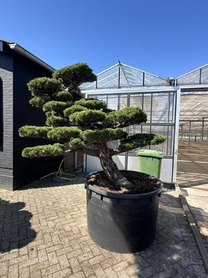 Formuotos pušys bonsai - nuotraukos Nr. 2