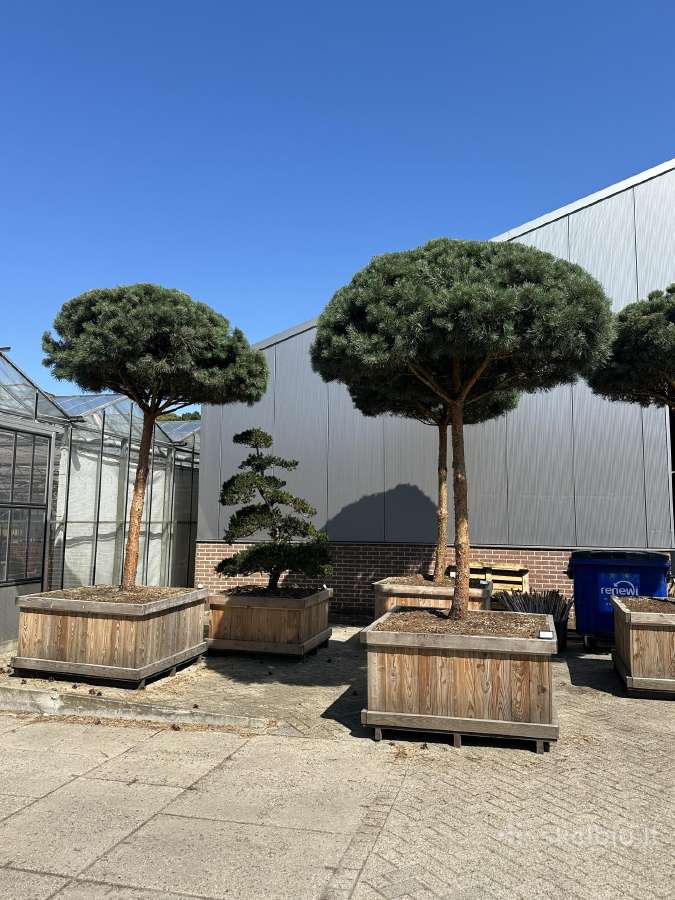 Formuotos pušys bonsai - nuotraukos Nr. 3