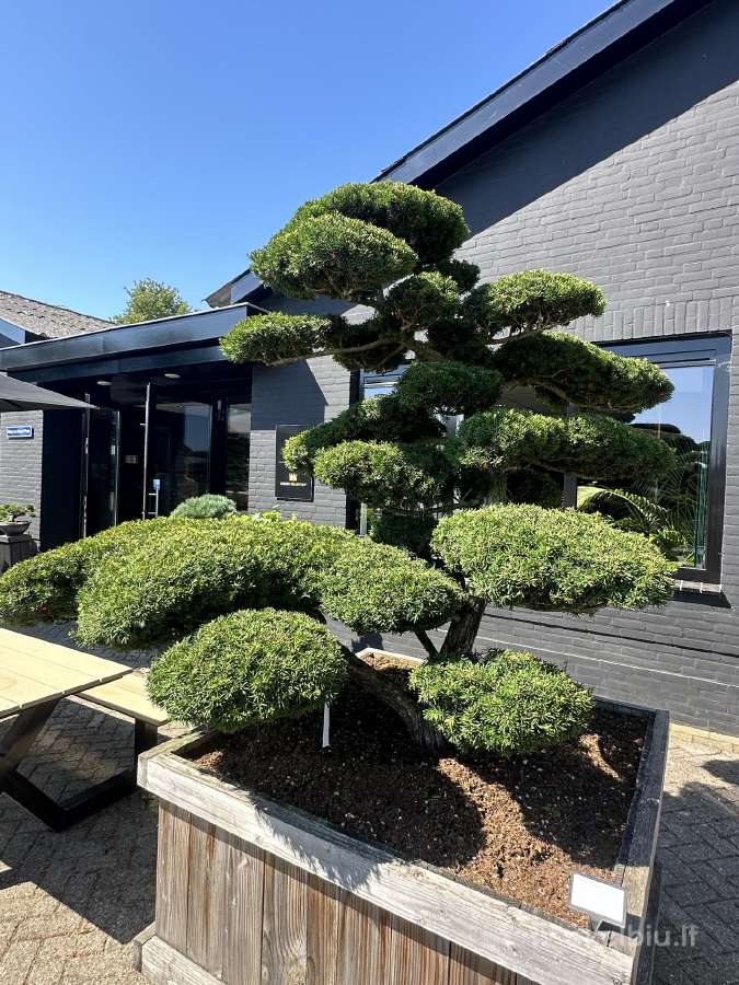 Formuotos pušys bonsai - nuotraukos Nr. 4