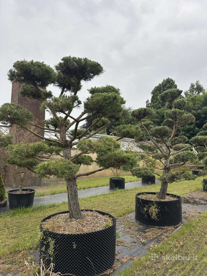 Formuotos pušys bonsai - nuotraukos Nr. 5