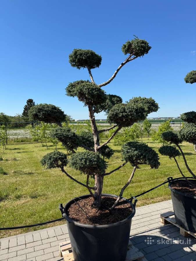 Formuotos pušys bonsai - nuotraukos Nr. 6