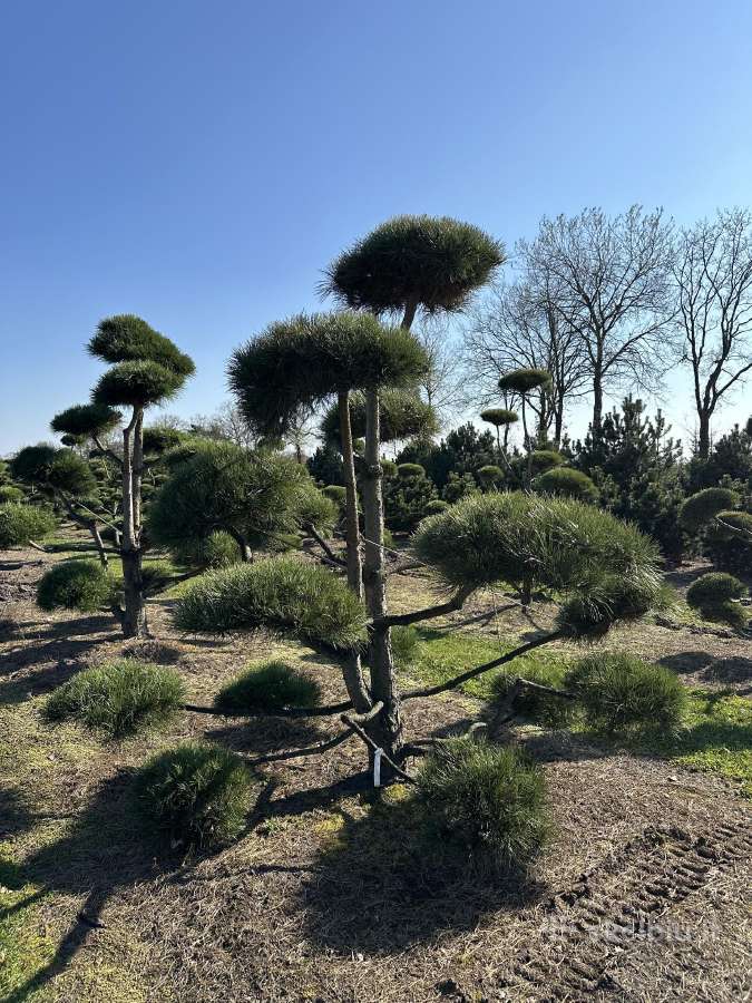 Formuotos pušys bonsai - nuotraukos Nr. 7