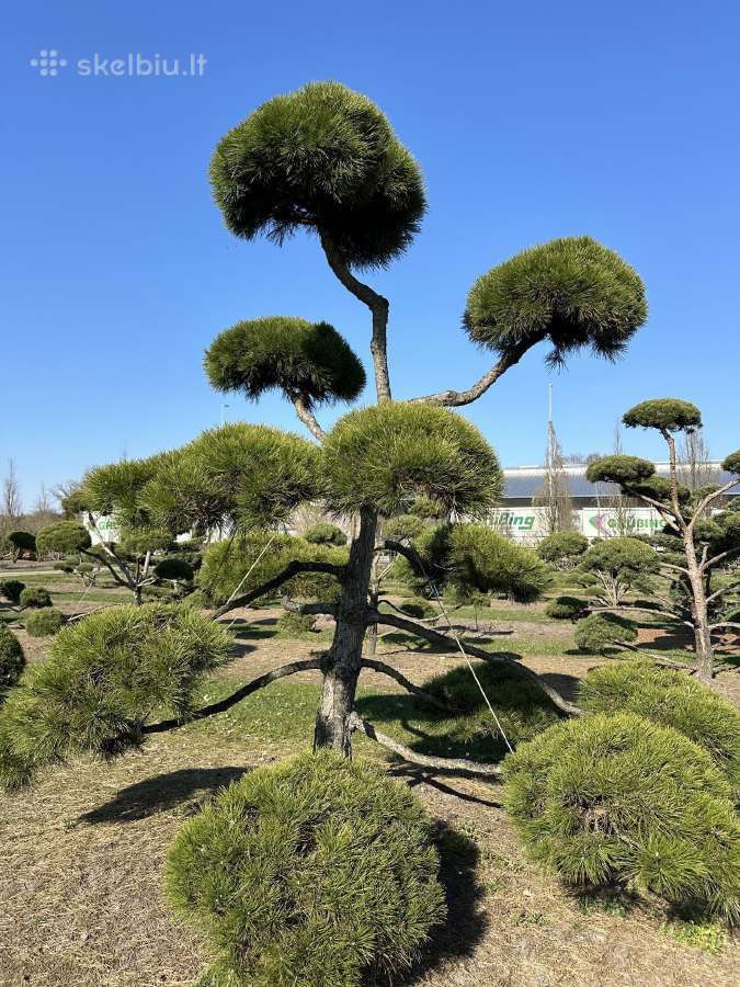 Formuotos pušys bonsai - nuotraukos Nr. 8