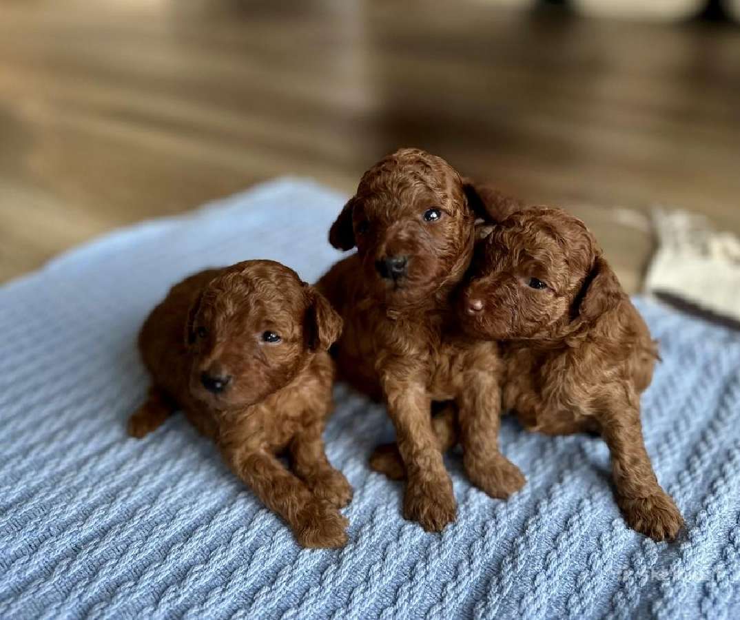 Kilmingi Toy Ir Nykštukiniai Pudeliukai - nuotraukos Nr. 2