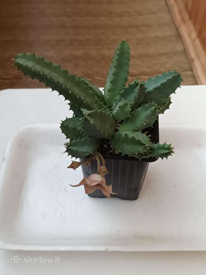 Huernia thuretii, foto parduodamo augalo - nuotraukos Nr. 5