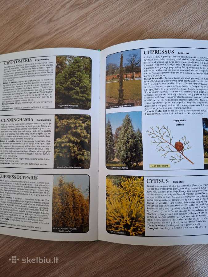Visžaliai ir kiti dekoratyviniai augalai - nuotraukos Nr. 3
