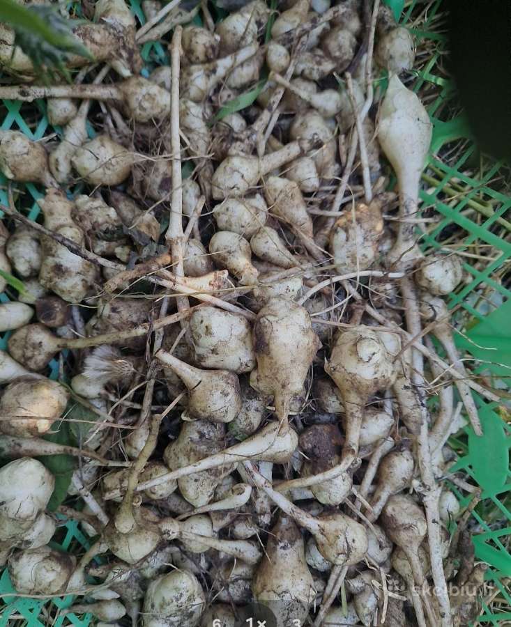 Topinambų gumbai - nuotraukos Nr. 3