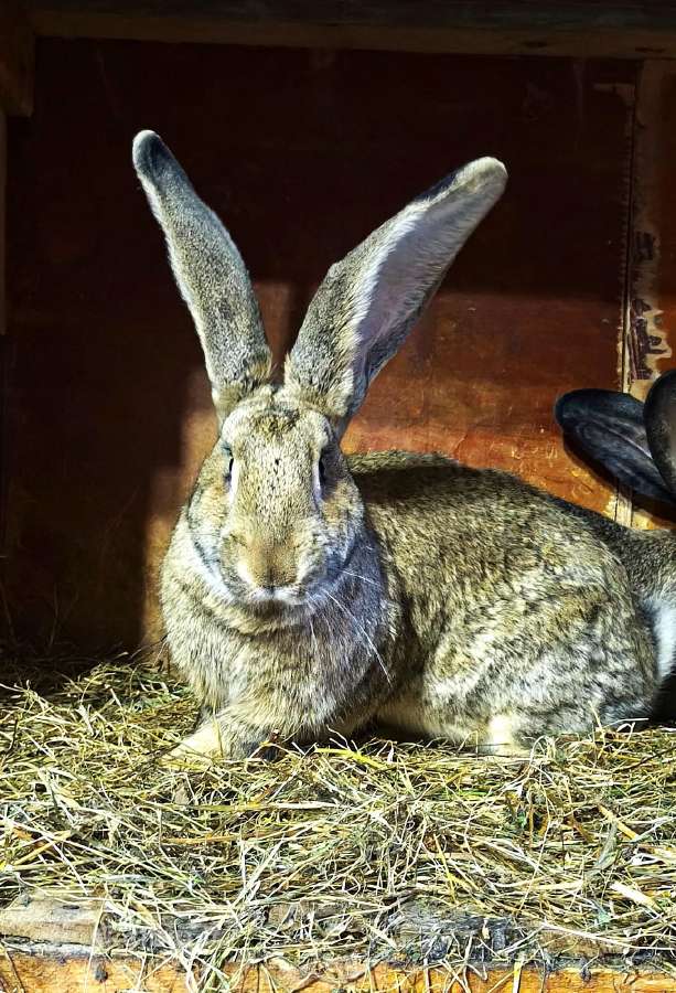 Parduodu grynaveislius belgu milzinus .