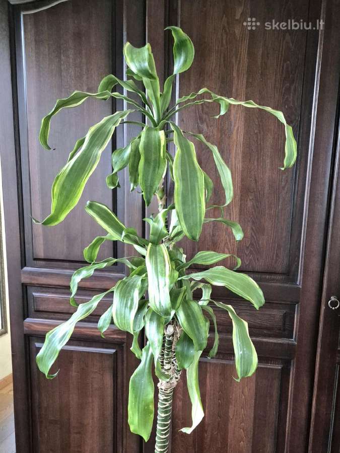 Kambarine gėlė- Dracaena.(120cm.aukštis) - nuotraukos Nr. 10