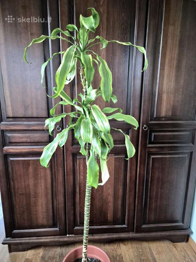 Kambarine gėlė- Dracaena.(120cm.aukštis) - nuotraukos Nr. 11