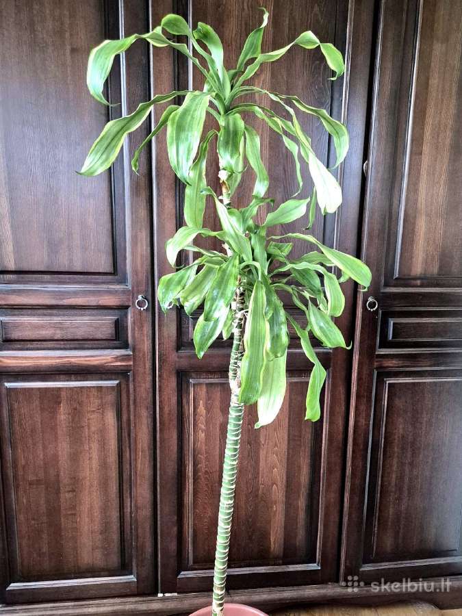 Kambarine gėlė- Dracaena.(120cm.aukštis) - nuotraukos Nr. 3