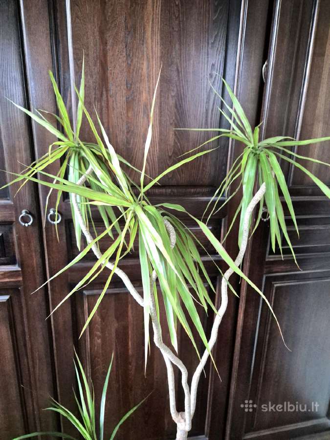 Kambarine gele-dracena.