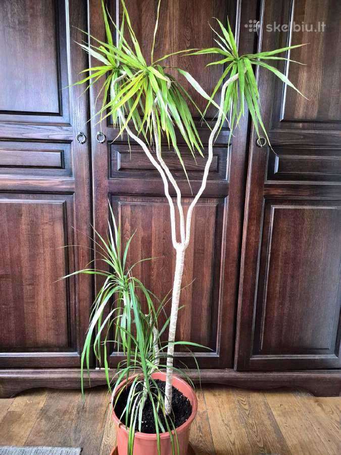 Kambarine gele-dracena. - nuotraukos Nr. 2