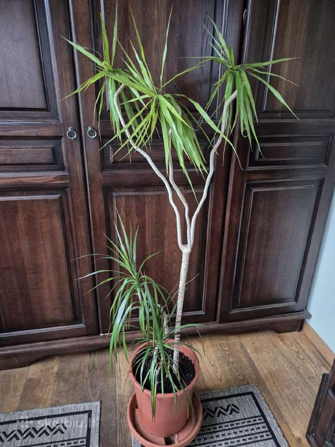 Kambarine gele-dracena. - nuotraukos Nr. 3