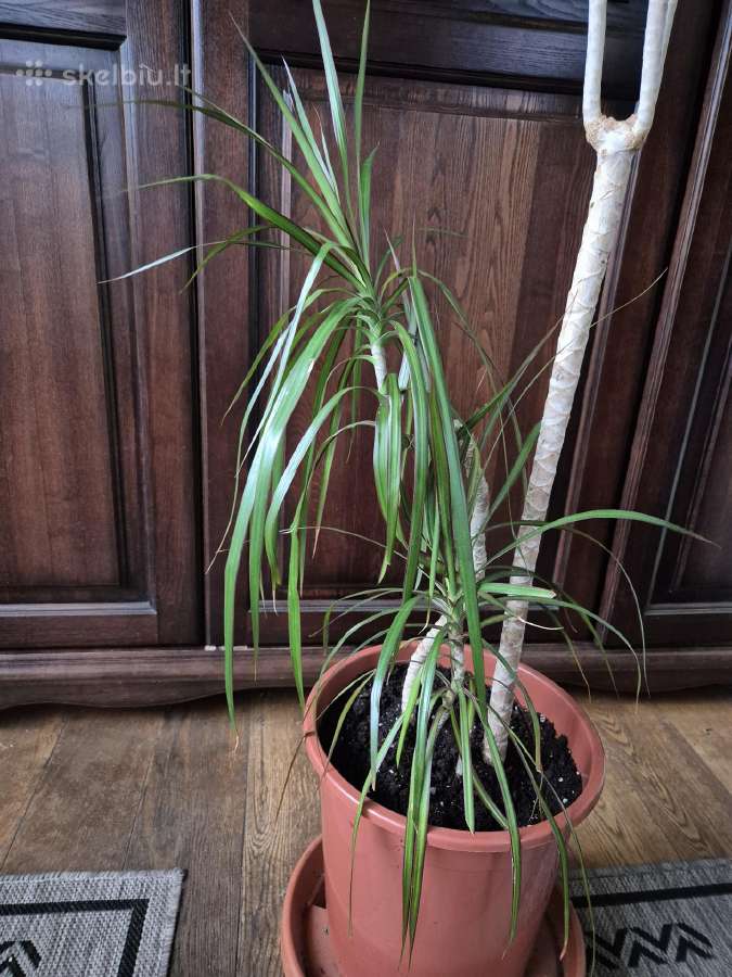 Kambarine gele-dracena. - nuotraukos Nr. 4