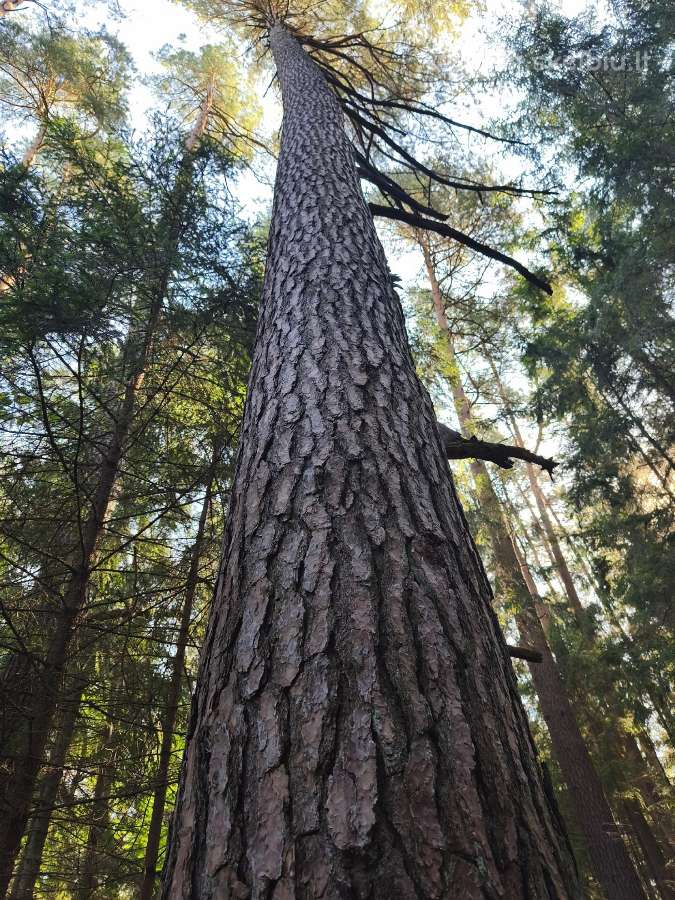 Parduodu miška iškirtimui