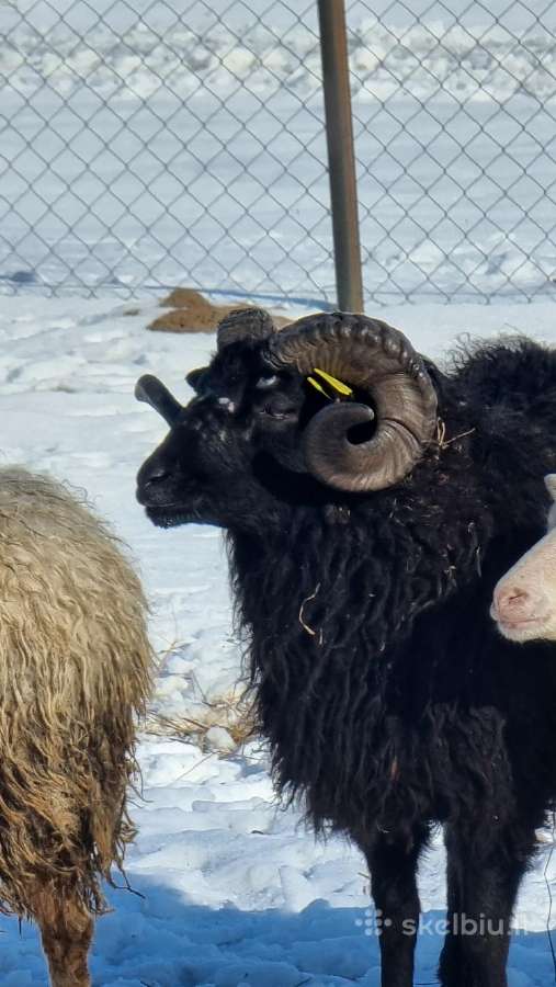 Parduodu Avis, Sheep's, Boranov - nuotraukos Nr. 2