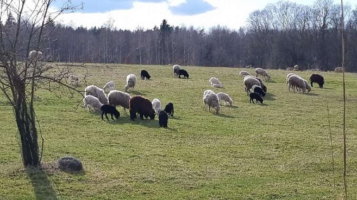 Parduodu Avis, Sheep's, Boranov