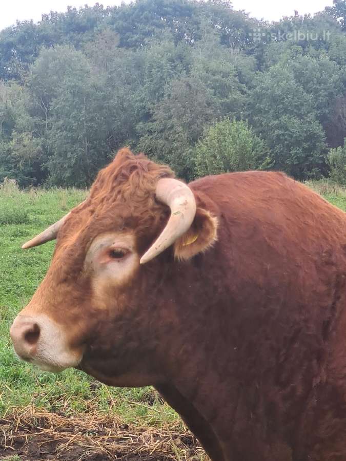 Mėsinių Prieauglį Auginimui