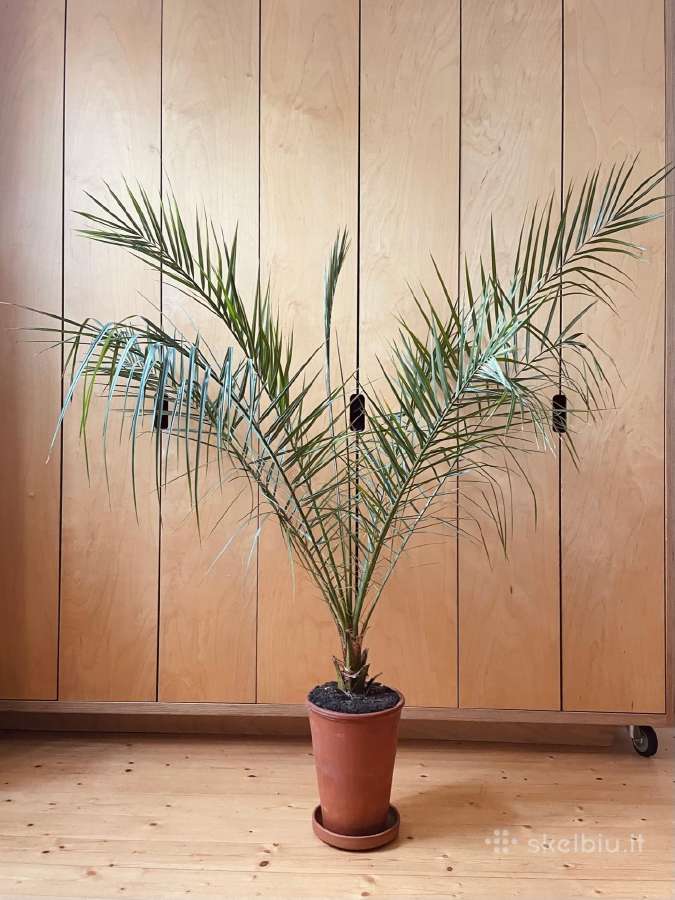 Palmė, 160 cm