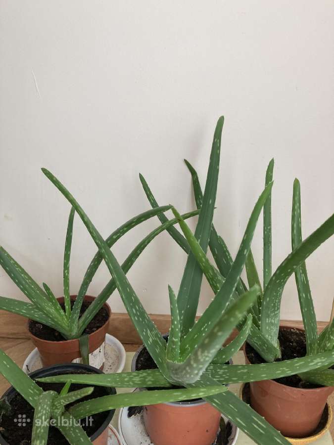 Vaistiniai alijošiai (Aloe vera)