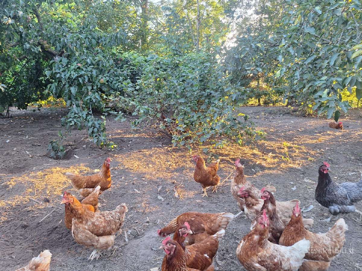 Kaimiški,laisvai laikomų vištų kiaušiniai - nuotraukos Nr. 2