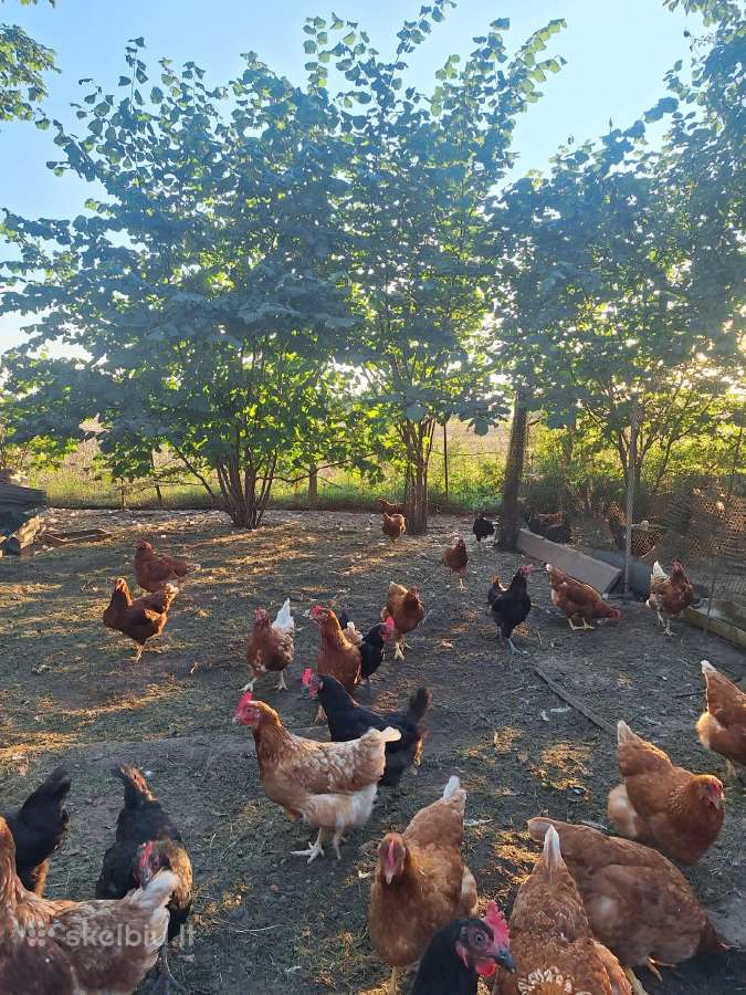 Kaimiški,laisvai laikomų vištų kiaušiniai - nuotraukos Nr. 3