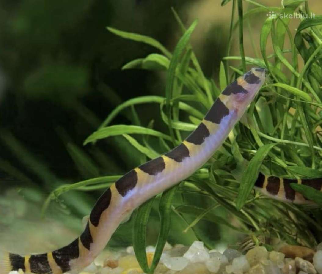 Įv. akvariuminės žuvelės Šiauliuose - nuotraukos Nr. 22