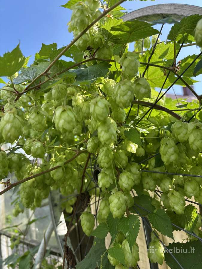 Braškių , žemuogių daigai, aviečių daigai kaštonai - nuotraukos Nr. 32