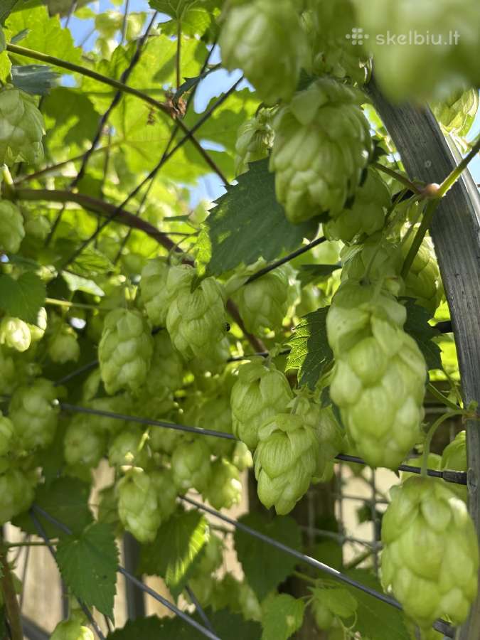Braškių , žemuogių daigai, aviečių daigai kaštonai - nuotraukos Nr. 33