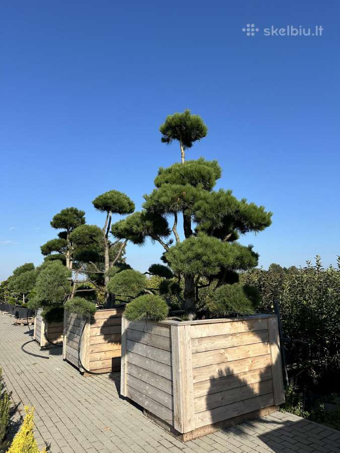 Formuotos pušys bonsai - nuotraukos Nr. 9