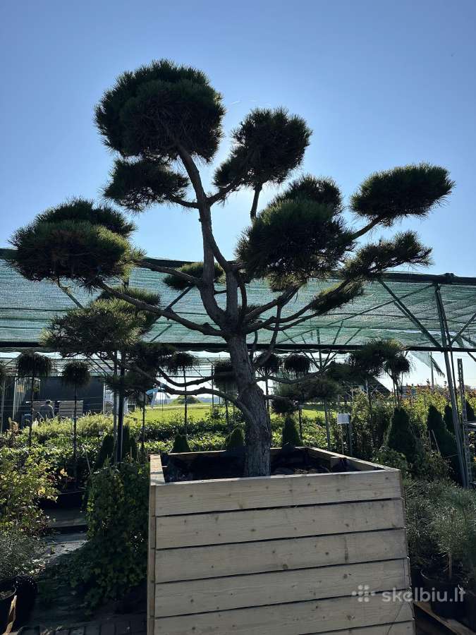 Formuotos pušys bonsai - nuotraukos Nr. 10