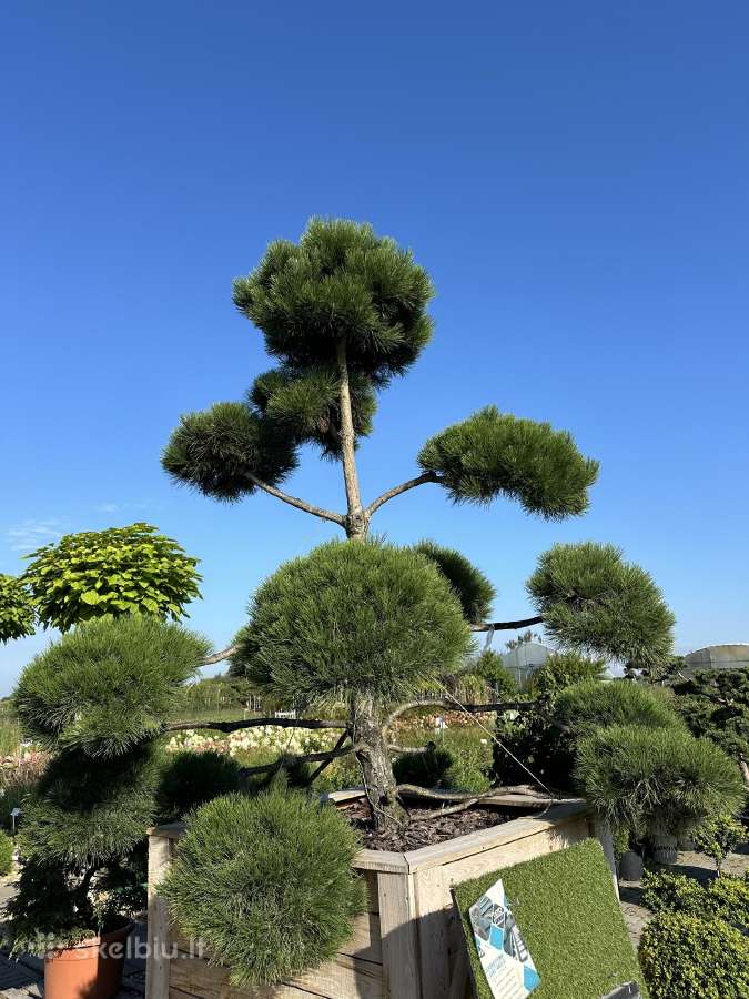 Formuotos pušys bonsai - nuotraukos Nr. 11