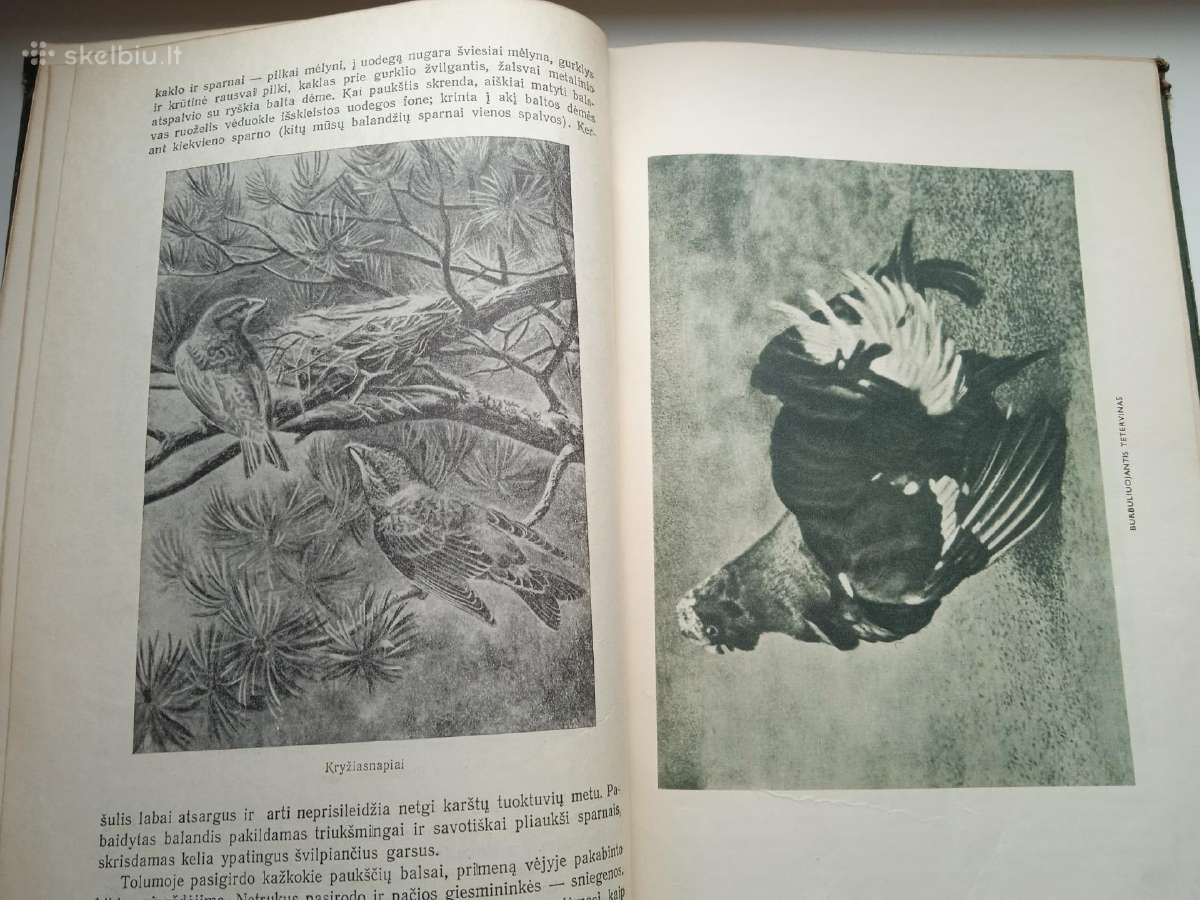 Knyga "Miško gyvenimas" - nuotraukos Nr. 6