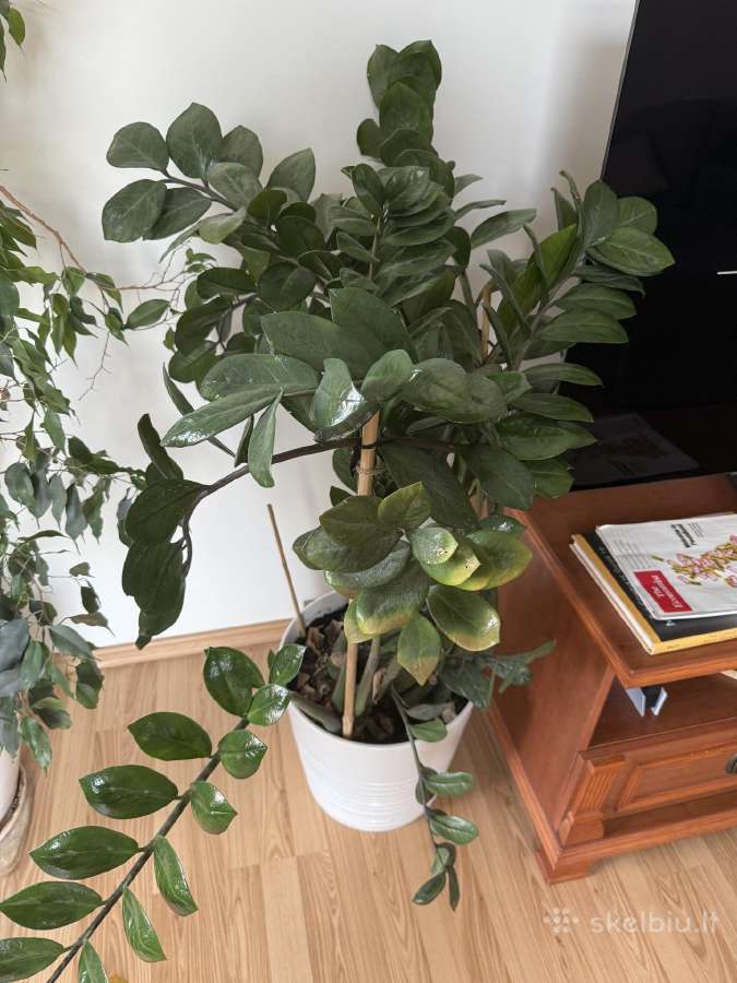 Pinigų medis 130cm su vazonu