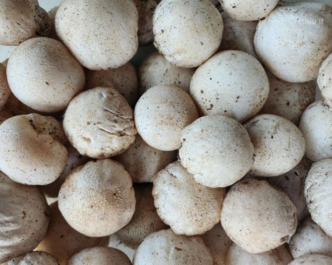 Parduodu 3kg poniabudžių, Vilnius, Pilaitė - nuotraukos Nr. 2