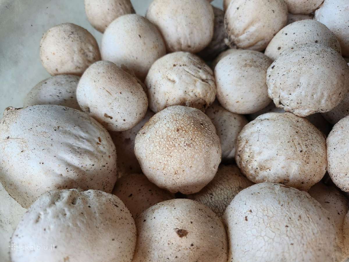 Parduodu 3kg poniabudžių, Vilnius, Pilaitė - nuotraukos Nr. 3