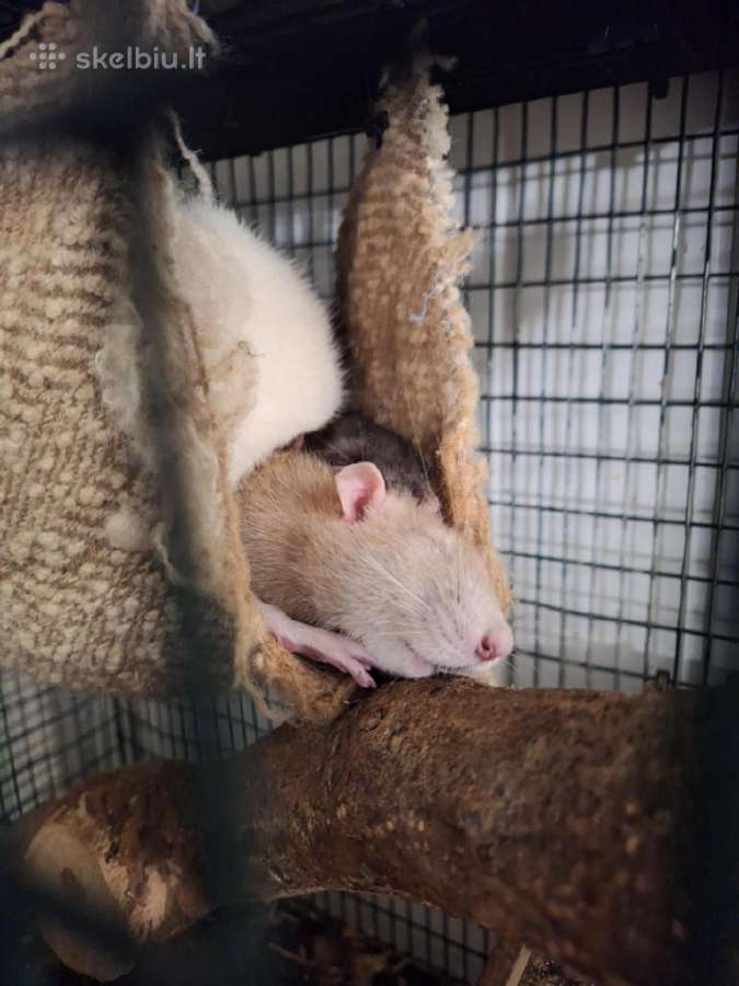 Dovanojami dekoratyviniai žiurkiukai - nuotraukos Nr. 3