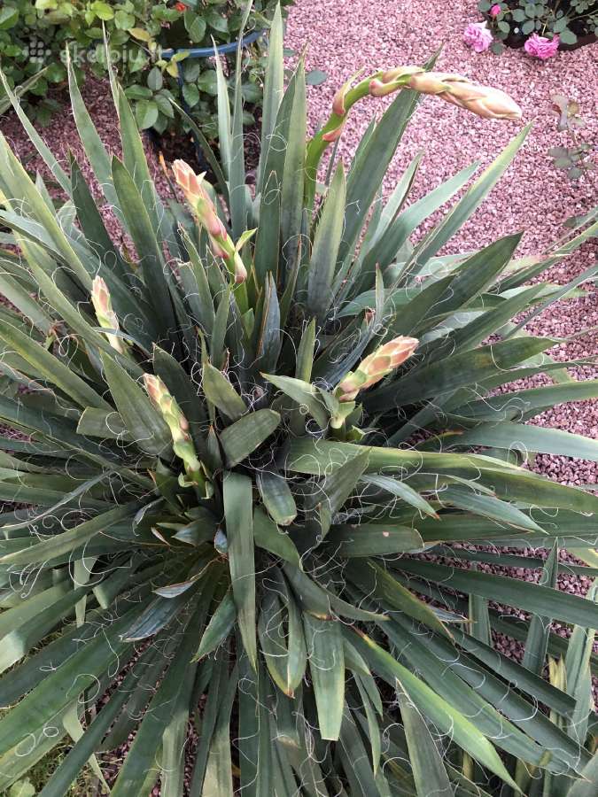 Stambiažiedės jukos, juodoji kalija ir Monstera - nuotraukos Nr. 3