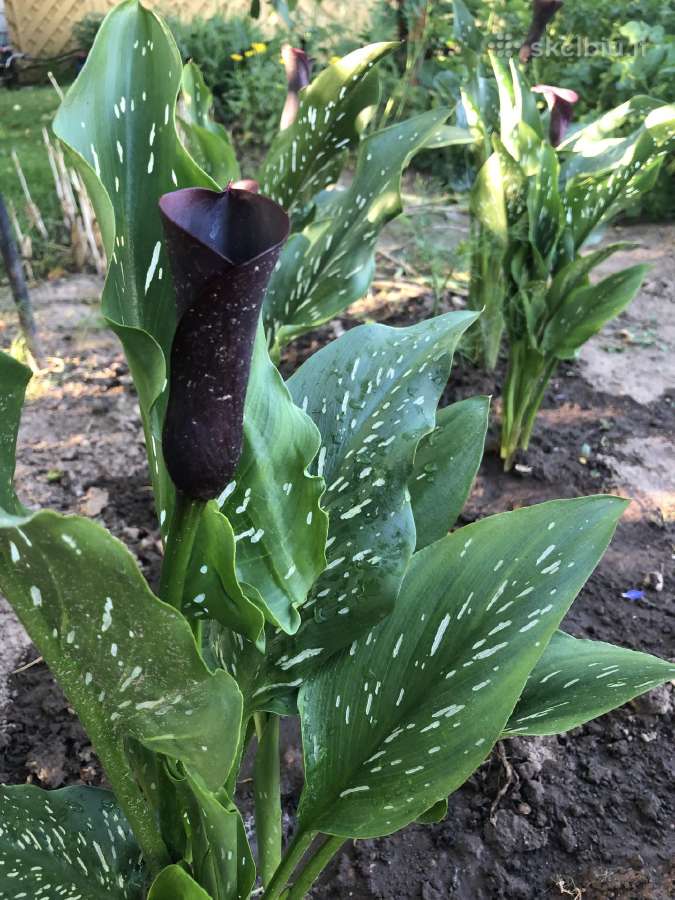 Stambiažiedės jukos, juodoji kalija ir Monstera - nuotraukos Nr. 5