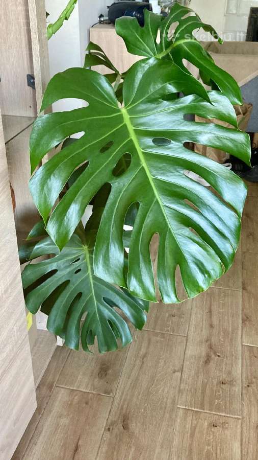 Monstera Deliciosa