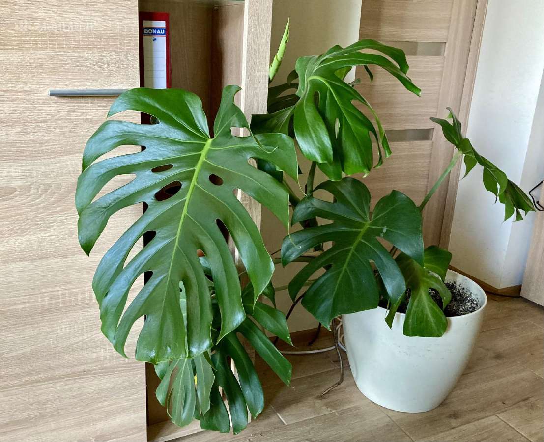 Monstera Deliciosa - nuotraukos Nr. 2