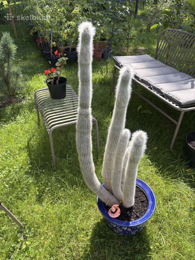 Parduodamas kaktusas