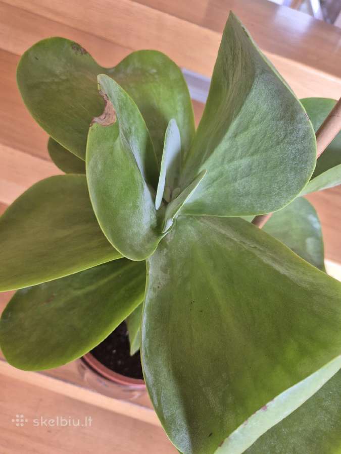 Kambarine gele "Echeveria". - nuotraukos Nr. 3