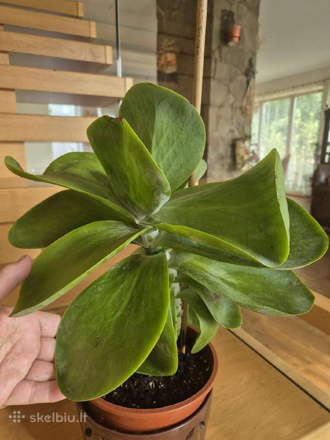 Kambarine gele "Echeveria". - nuotraukos Nr. 2