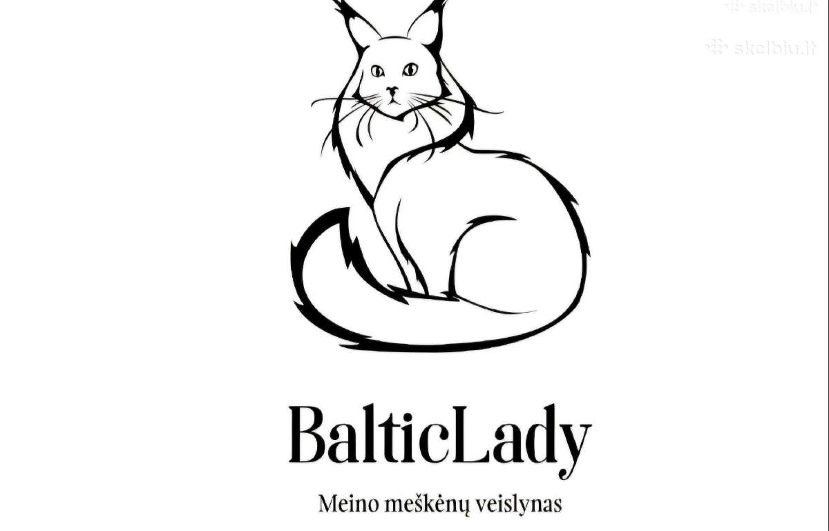 Kilminga Meino meškėnė Eiva Balticlady - nuotraukos Nr. 7