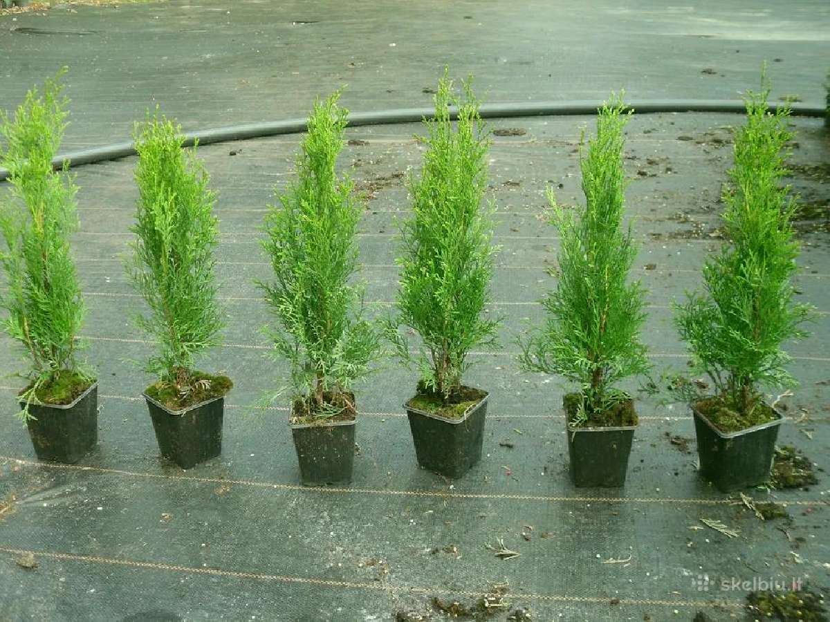 Thuja Smaragd - p9 vazonas - 0,80 € - iki 60 cm - nuotraukos Nr. 2
