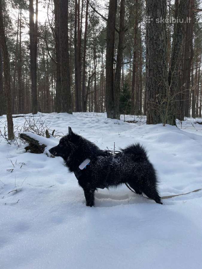 Poruojamas/kergimui Šiperkės (Schipperke) patinas - nuotraukos Nr. 9